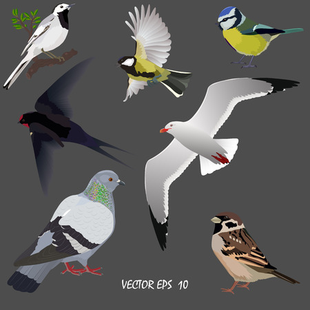 Set of popular urban birds - bluegrass, large tit, swallow, seagull, wagtail, sparrow and dove.のイラスト素材