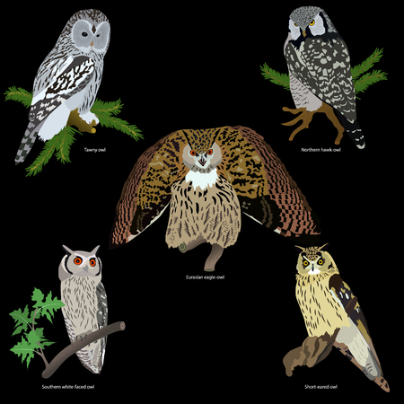 set of realistic owls on branches on black background, isolatedのイラスト素材