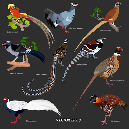collection of different kinds of pheasants on a dark gray background, isolated Vector illustration.のイラスト素材