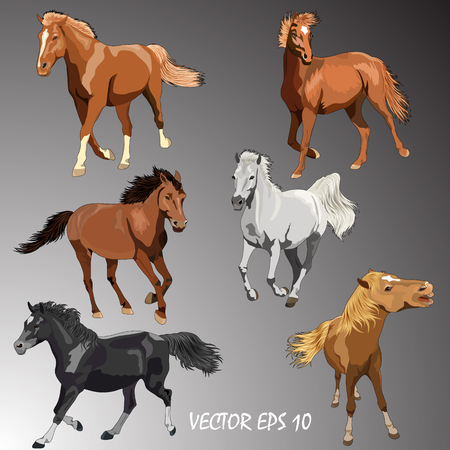 Collection horses of Different Breeds. Vector isolated horses on gradient background. Isolated, each object is located on a separate layerのイラスト素材