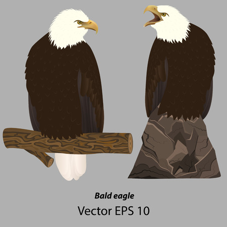 Two realistic American bald eagles sitting on a branch and rock isolated on a gray background. Vector  illustrationsのイラスト素材