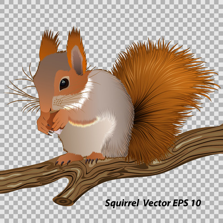 Figure squirrel with a nut, sitting on a branch close-up, vector illustrationのイラスト素材