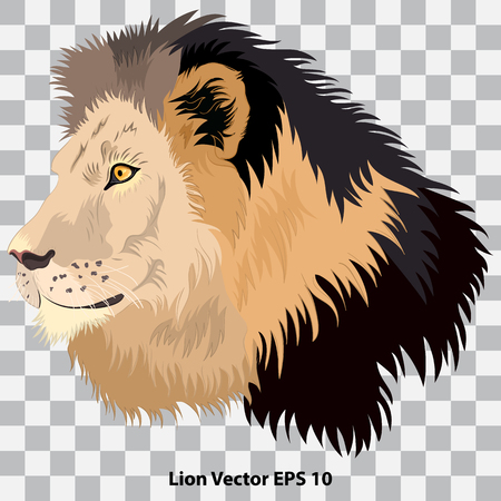 Realistic head of a lion in profile on a transparent background, close-up. Vector illustrationのイラスト素材