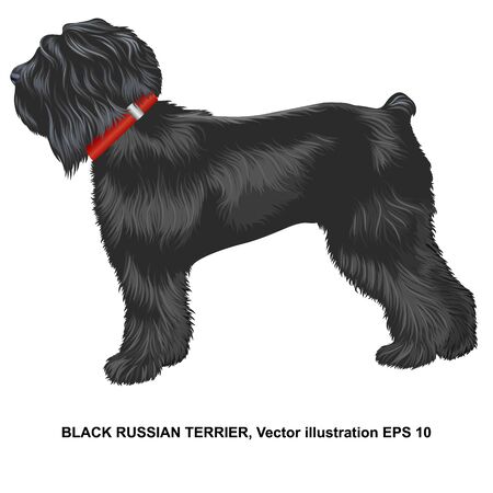 Realistic russian black terrier in profile, closeup, full size, isolated.のイラスト素材