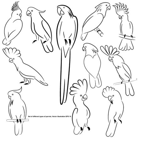 A set of different types of parrots, sketch, outline, isolated. Vector illustration EPS 10のイラスト素材