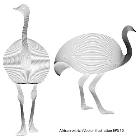outline drawing of two ostriches, on a white background, isolated, black line, line art. Vector illustrationのイラスト素材