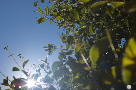 leafy green tree with sunlight shining through