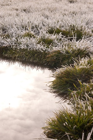 white frost on green grass next to waterの写真素材