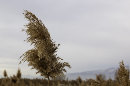common reed (phragmite) with many common reeds in the backgroundの写真素材