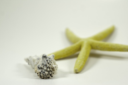 sea shell with bright yellow star fish in background and a very shallow depth of field plenty of white spaceの写真素材
