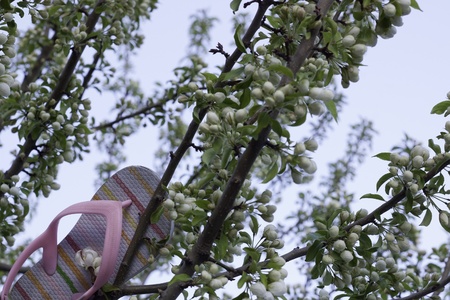 pink children s shoe or flip flop stuck in treeの写真素材