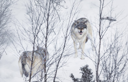 Wolf in a norwegian winter forest  Snowing の写真素材