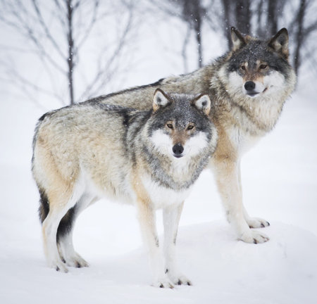 Wolf in a norwegian winter forest  Snowing 