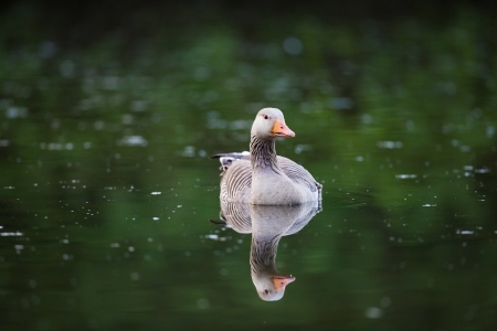 Greylag goose with mirror effect in the water  Shot at ÃstensjÃ¸vannet, Norway の写真素材