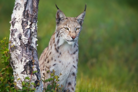 Eurasian lynx standing by a tree in the green grass の写真素材