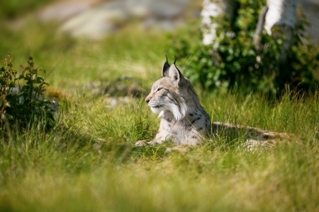 Eurasian lynx rests in the green grass の写真素材