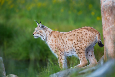 Eurasian lynx cat standing by a tree and looks for pray or danger の写真素材