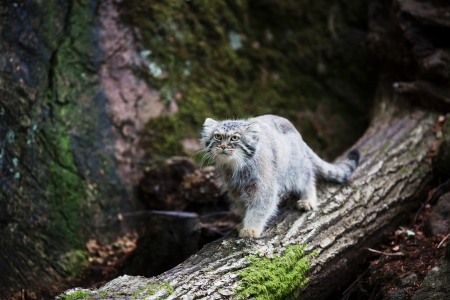 PallasÂ´s cat, or manul, lives in the cold and arid steppes of central Asia  Winter temperatures can drop to 50 degrees below zero の写真素材