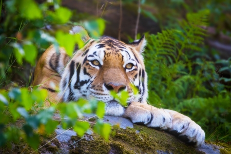 Amurtiger lying and rest in the nature の写真素材