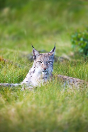Eurasian lynx rests in the green grass の写真素材
