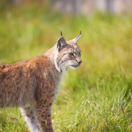 Eurasian lynx walking in the green grass の写真素材