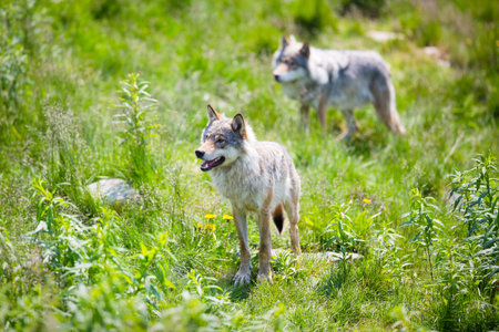 Close up of two wolves in the green norwegian summer forest 