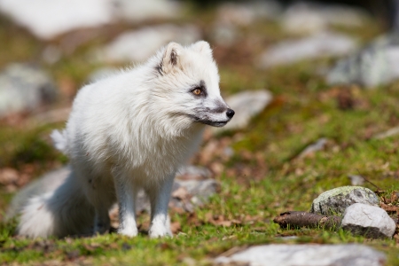 A white fox in the mountains, Norway の写真素材