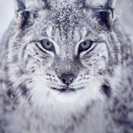 A european lynx portrait in the snow  Cold norwegian winter の写真素材