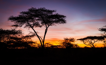 Colorful sunrise Serengeti  Early morning in Tanzania, Africa の写真素材