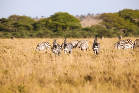 Zebra in the Serengeti National park, Tanzania, Africa の写真素材
