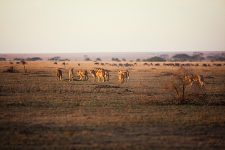 Lion pride walking a early morning in Serengeti, Tanzania  Sunrise, east Africa の写真素材