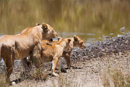 Lioness with two young cubs in Serengeti Tanzania, Africa の写真素材