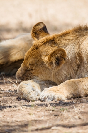Young male lion rests under a tree with his pride in Africa  Serengeti Tanzaniaの写真素材