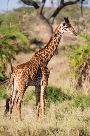 Giraffe standing and eat  Photography from Tanzania, Serengeti Africa の写真素材