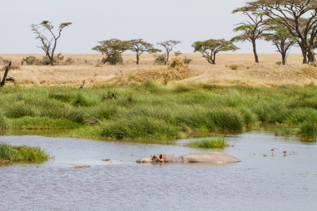 Hippopotamus rests and cooling down in water, Seregngeti, Tanzania Africa の写真素材