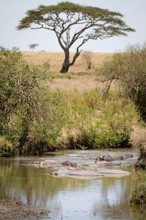 Hippopotamus rests and cooling down in water, Seregngeti, Tanzania Africa の写真素材