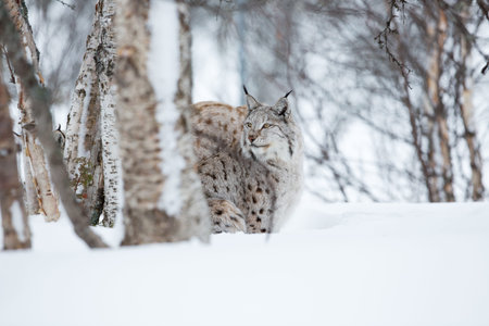 A european lynx in the snow  Cold winter, February, Norway 