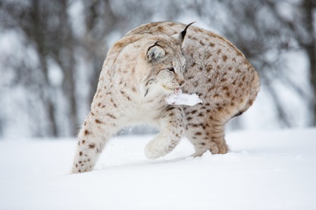 Lynx with foot in the mouth  February, Norway の写真素材
