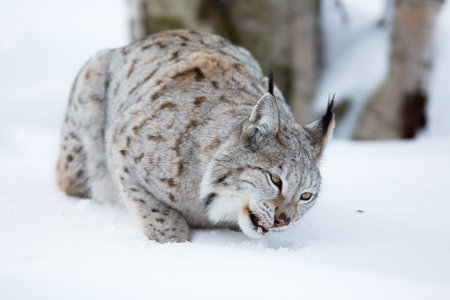 Lynx with foot in the mouth  February, Norway 