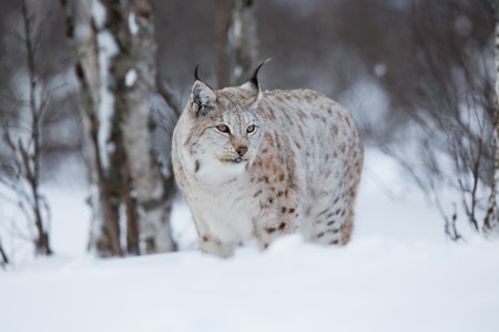 European lynx in the snow a cold winter, february, Norway の写真素材
