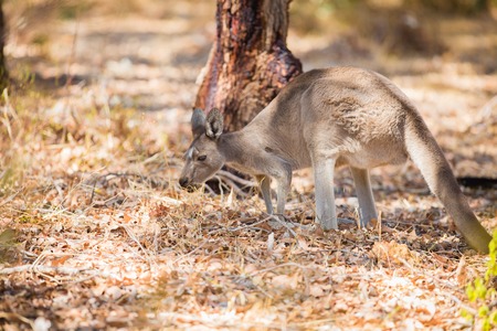 Wild kangaroos in the Australian forest. Shot in Western Australia.の写真素材