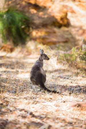 Wild kangaroos in the Australian forest. Shot in Western Australia.