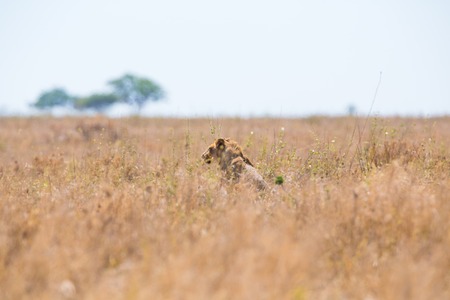 Young male lion in Serengeti Tanzania, Africa. Lioness hiding and hunting in the grass.の写真素材