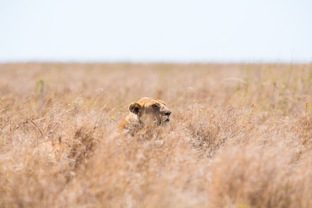 Lion in Serengeti Tanzania, Africa. Lioness hiding and hunting in the grass.の写真素材