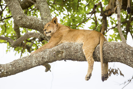 African lion rests in treeの写真素材