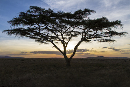 African tree in beautiful sunsetの写真素材