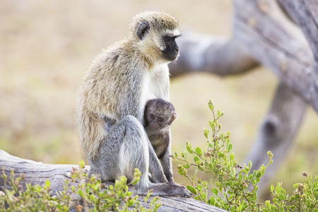 African monkey and her young one together on a tree. Wild animal in Serengeti Tanzania, Africa.の写真素材