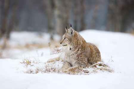 Lynx lies and rests in the snowの写真素材