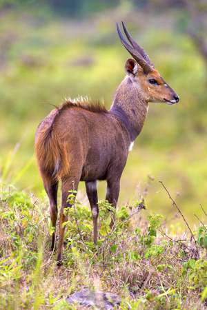 East african bushbuck standing in the bushの写真素材