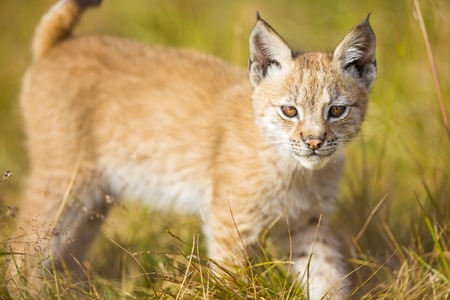 Beautiful and cute lynx cub plays in a green meadow a summer day.の写真素材